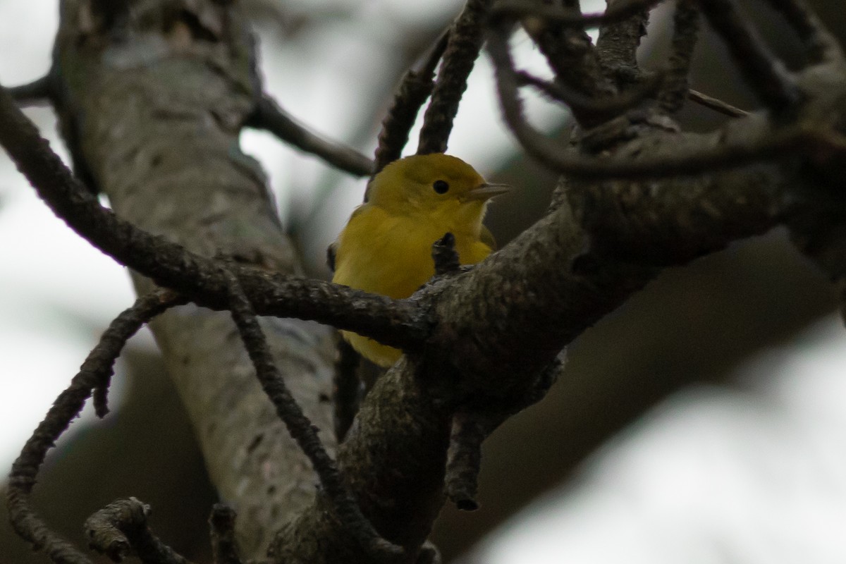 Yellow Warbler - Max  Chalfin-Jacobs