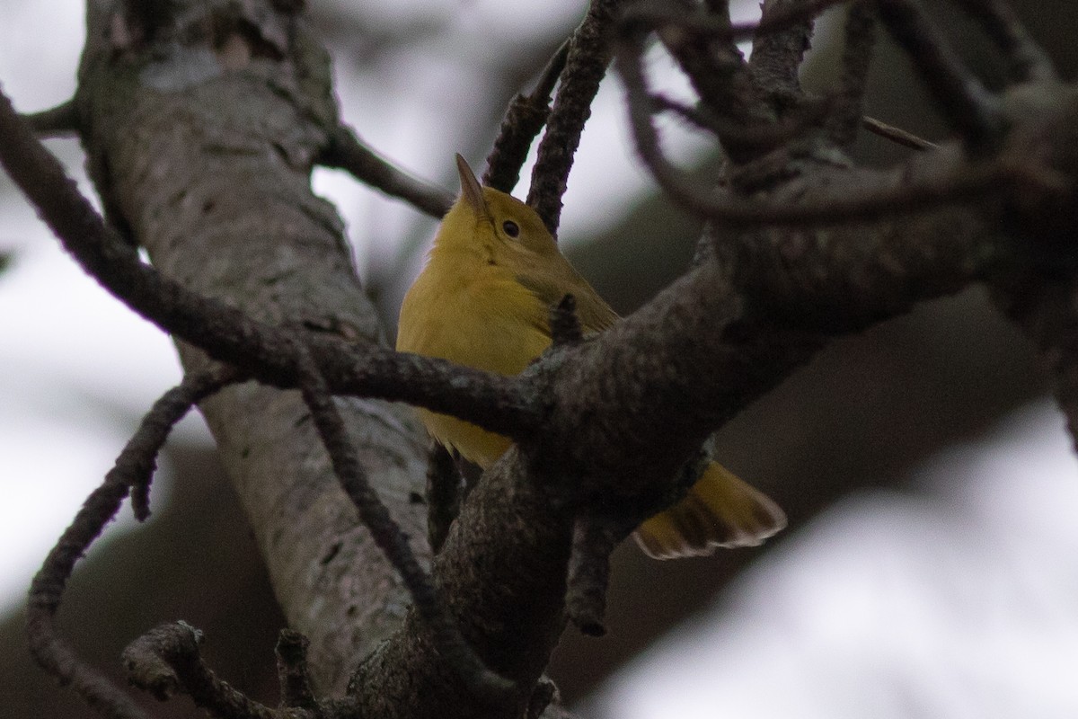 Yellow Warbler - Max  Chalfin-Jacobs