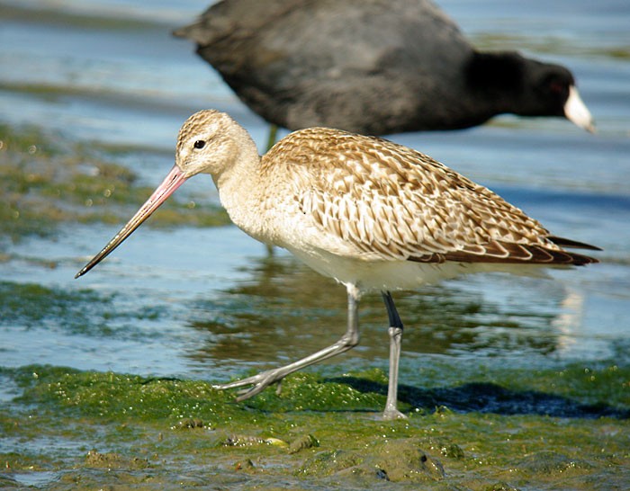Bar-tailed Godwit - ML206796271