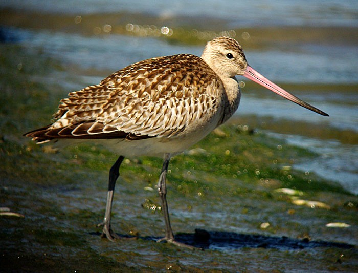 Bar-tailed Godwit - ML206796291