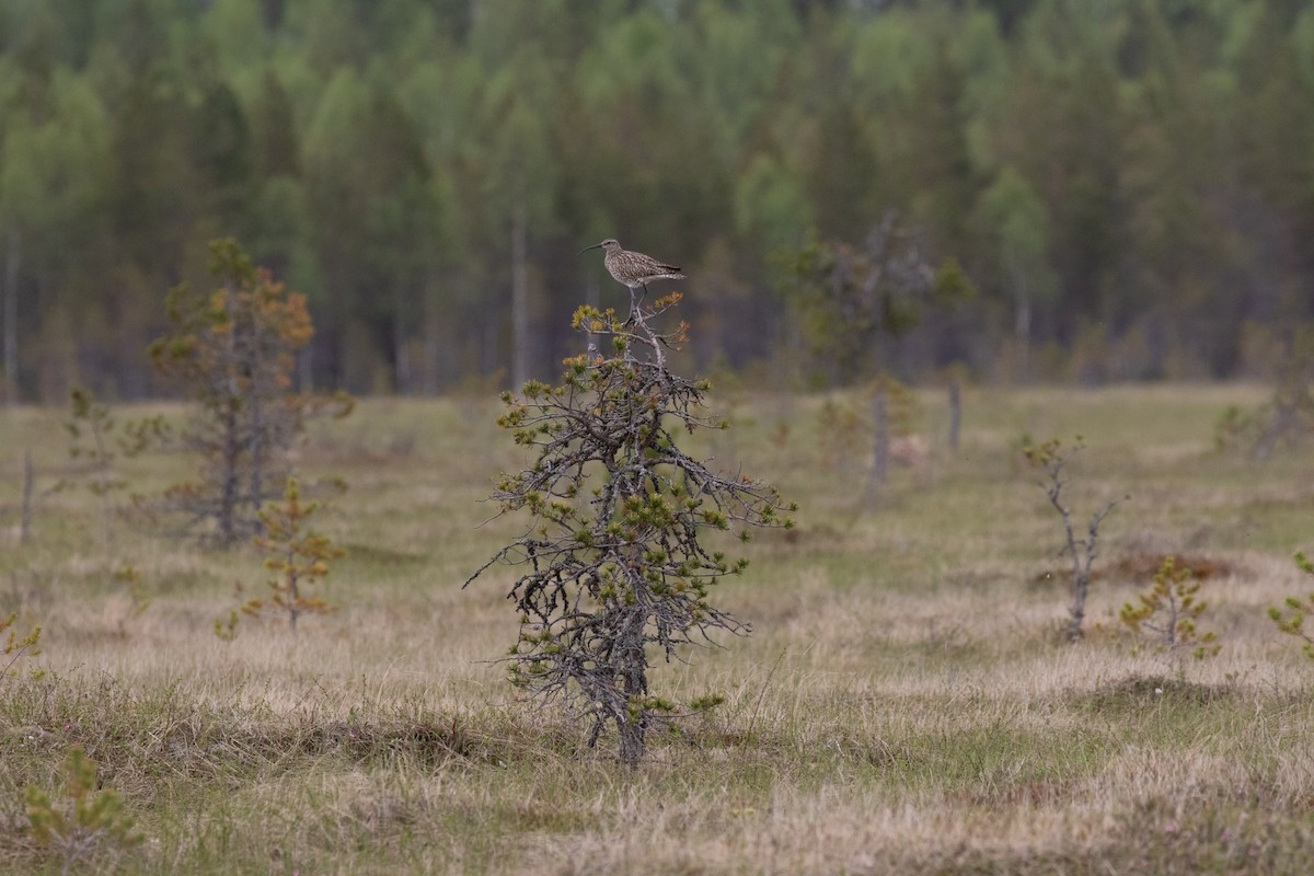 Regenbrachvogel - ML206798501