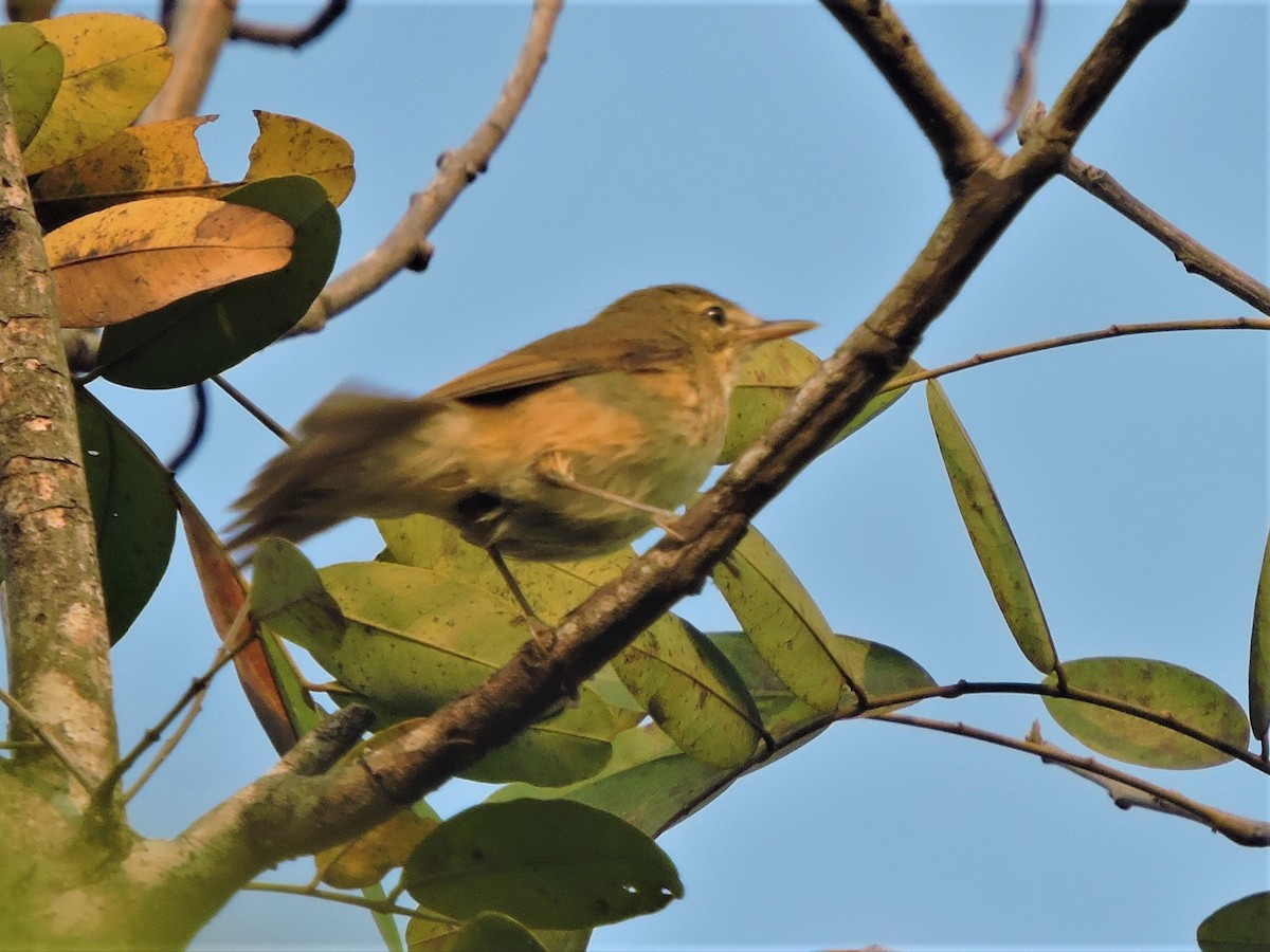 Blyth's Reed Warbler - ML206798811