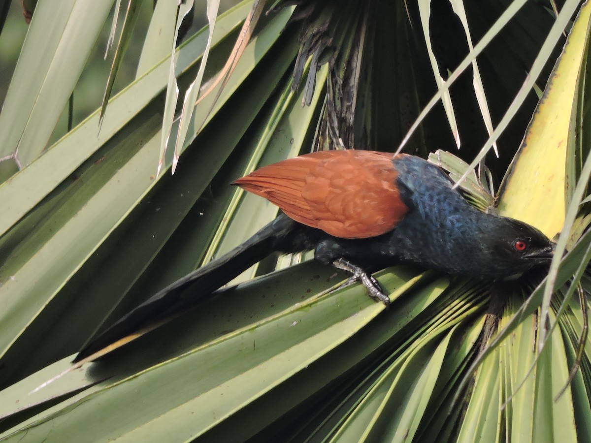 Greater Coucal (Southern) - ML206799181