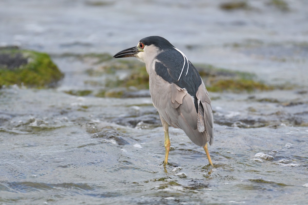 Black-crowned Night Heron - ML206799381