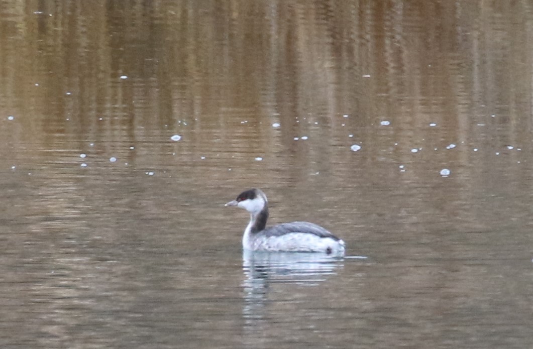 Horned Grebe - ML206799561