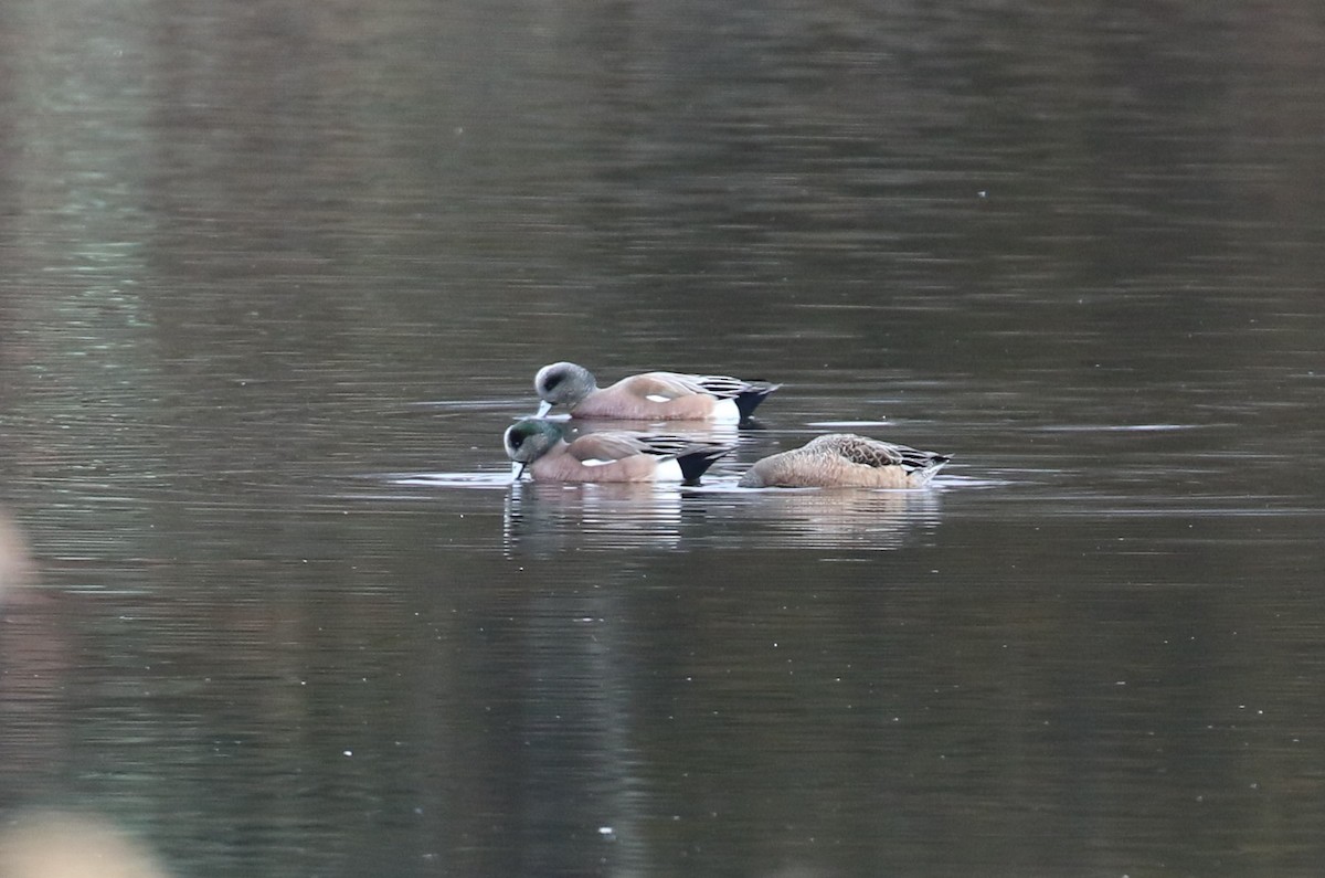 American Wigeon - maggie peretto