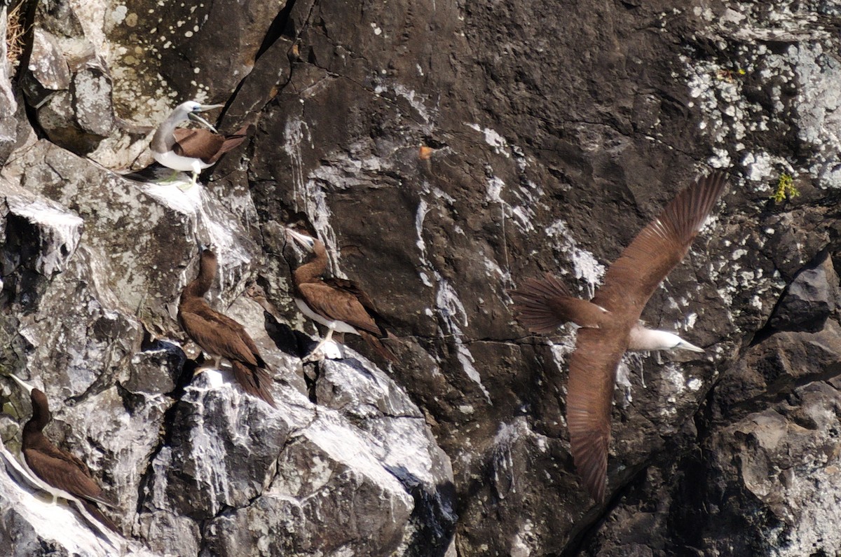 Brown Booby (Brewster's) - ML206799681