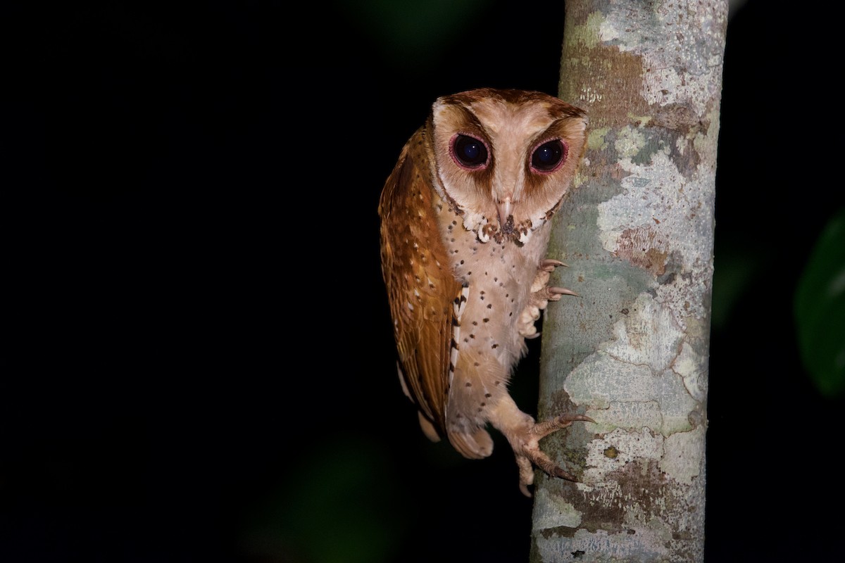Oriental Bay-Owl - Anonymous