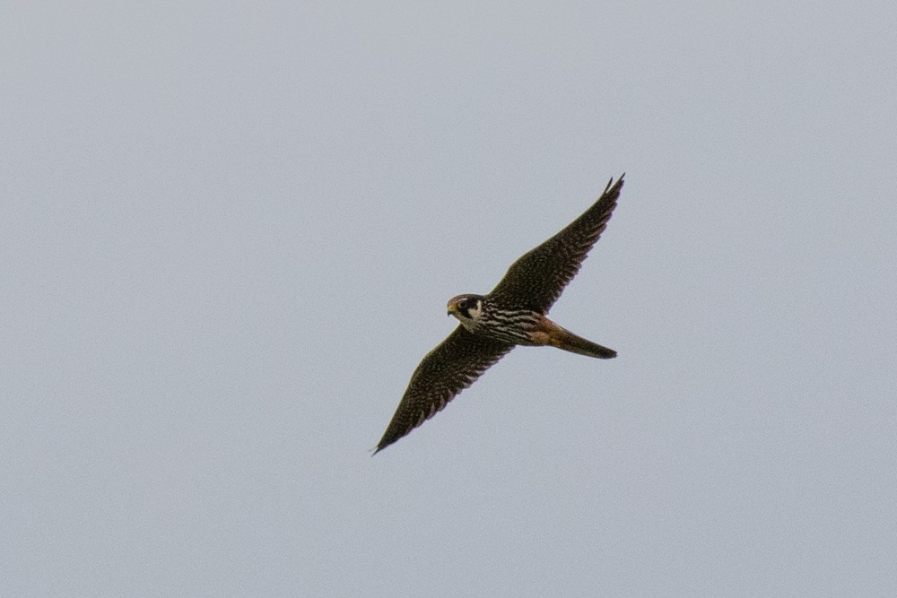 Eurasian Hobby - ML206802501