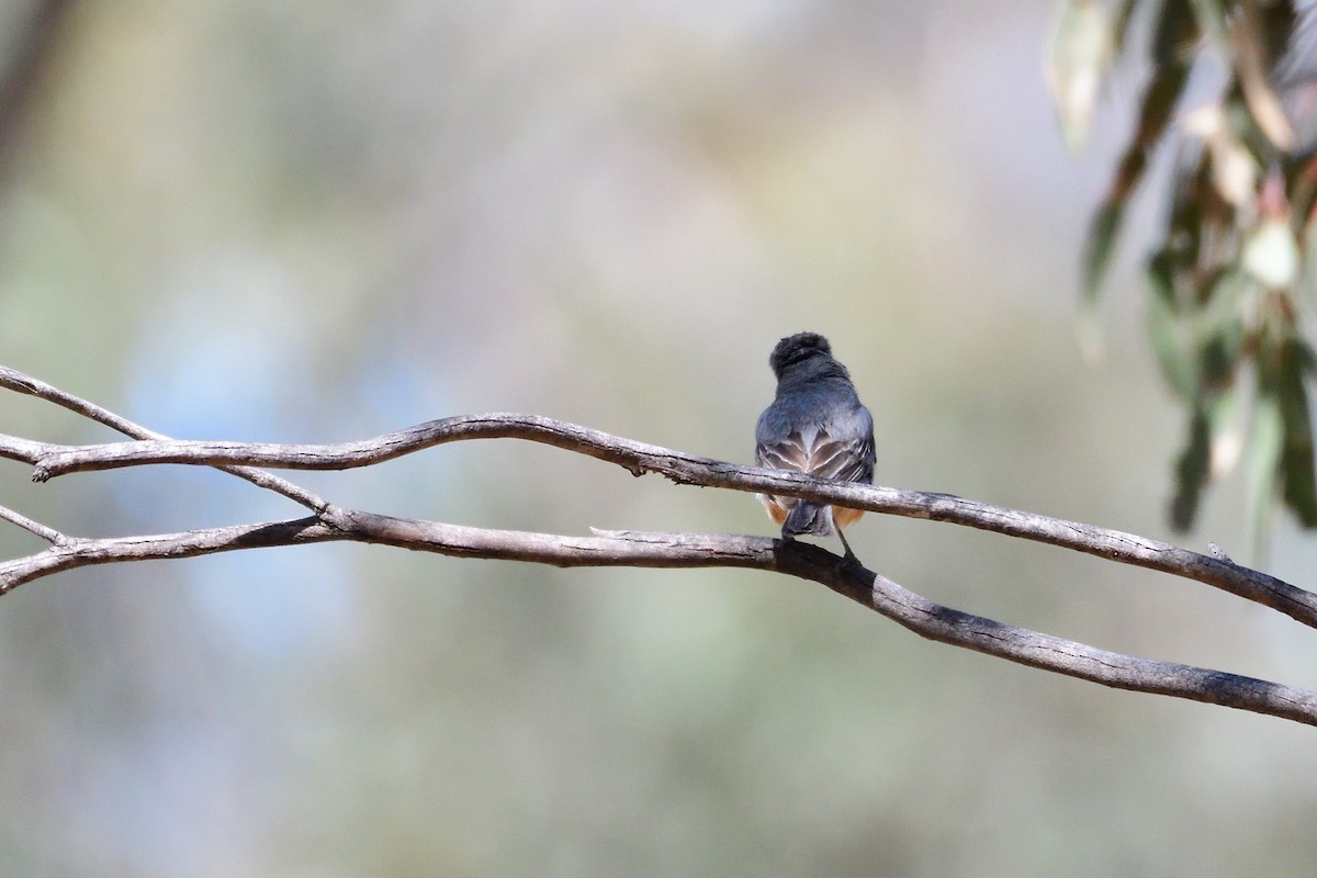 Rufous Whistler - Ken Crawley