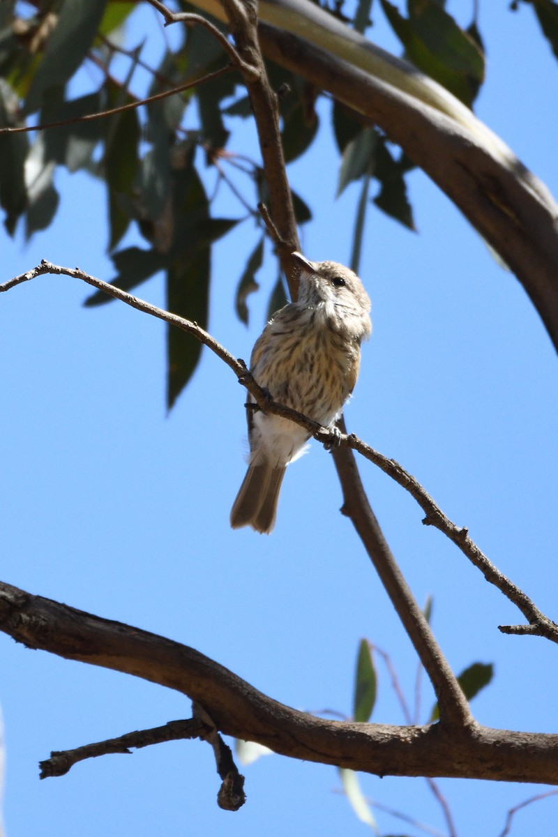 Rufous Whistler - ML206803001