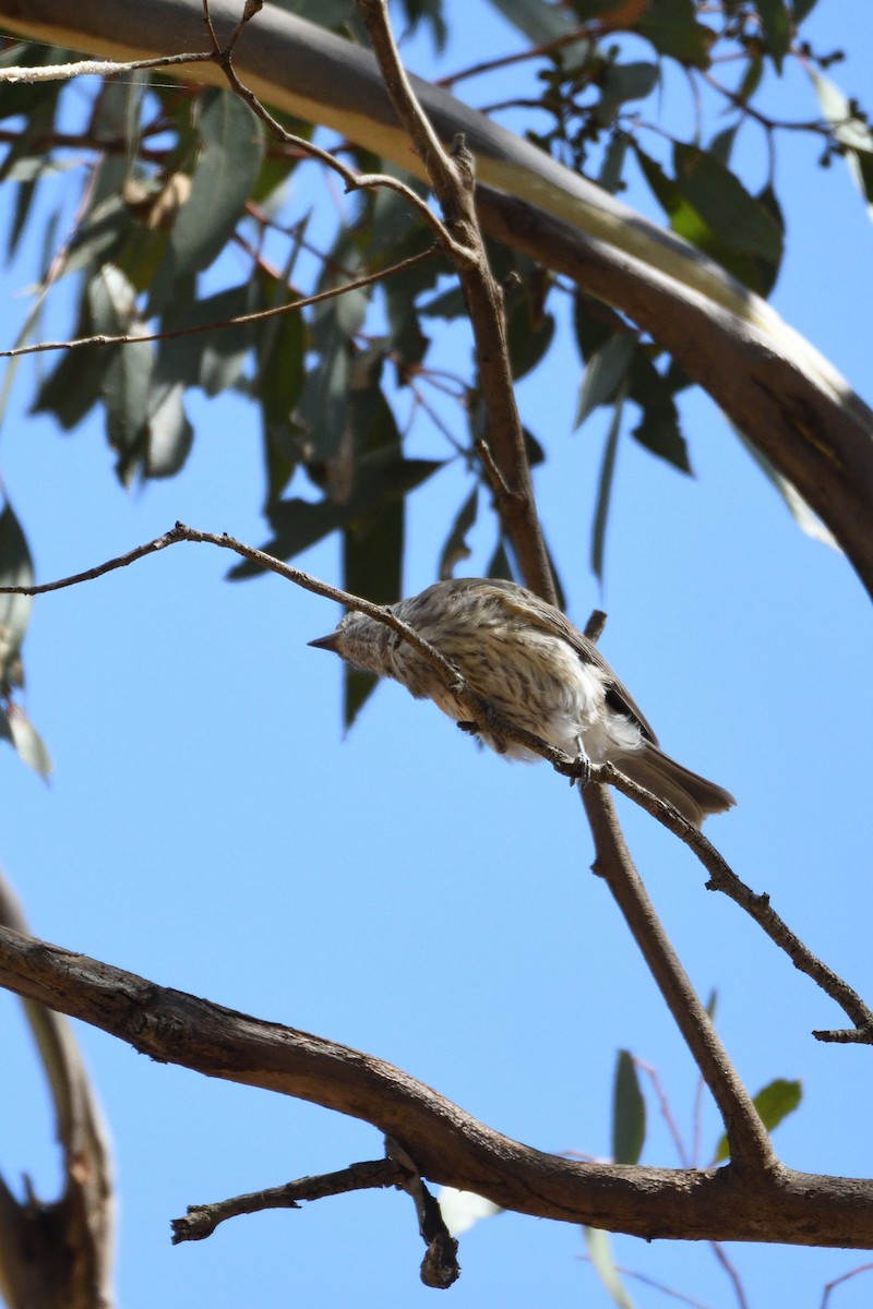 Rufous Whistler - ML206803021