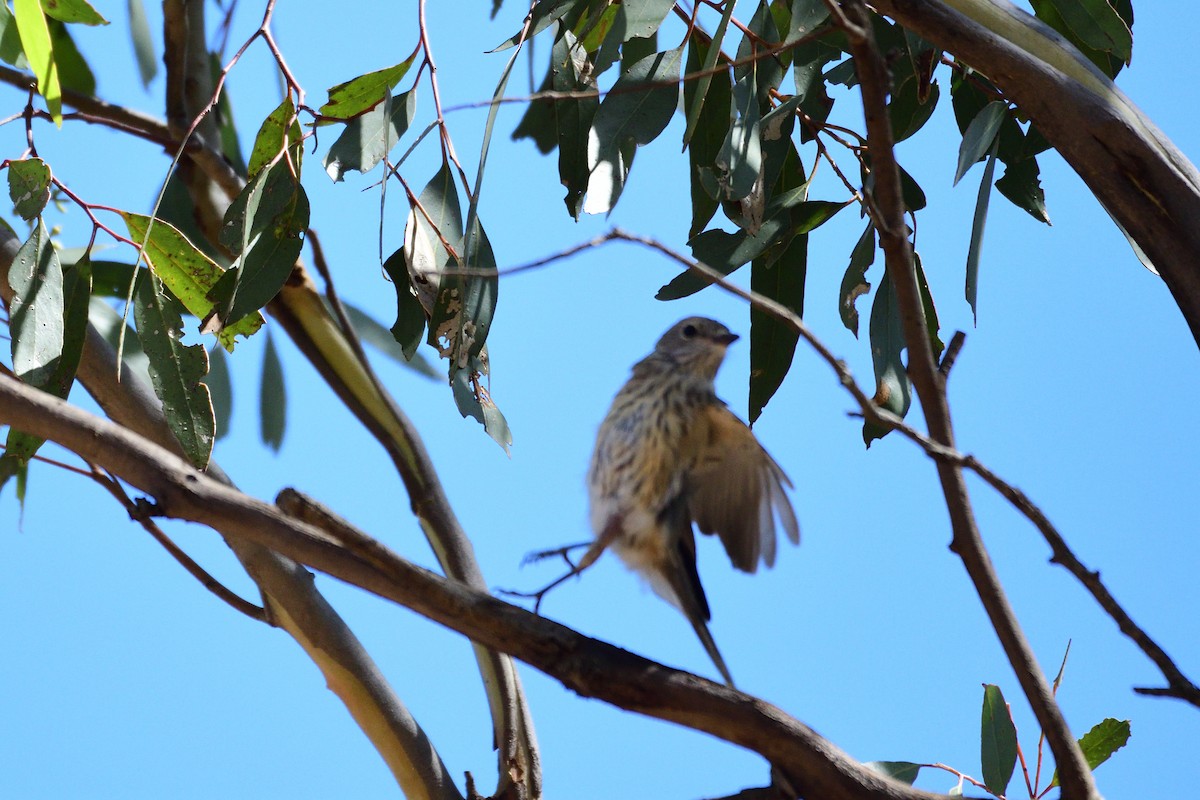 Rufous Whistler - ML206803041