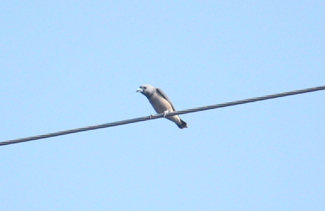 Ashy Woodswallow - ML206804121