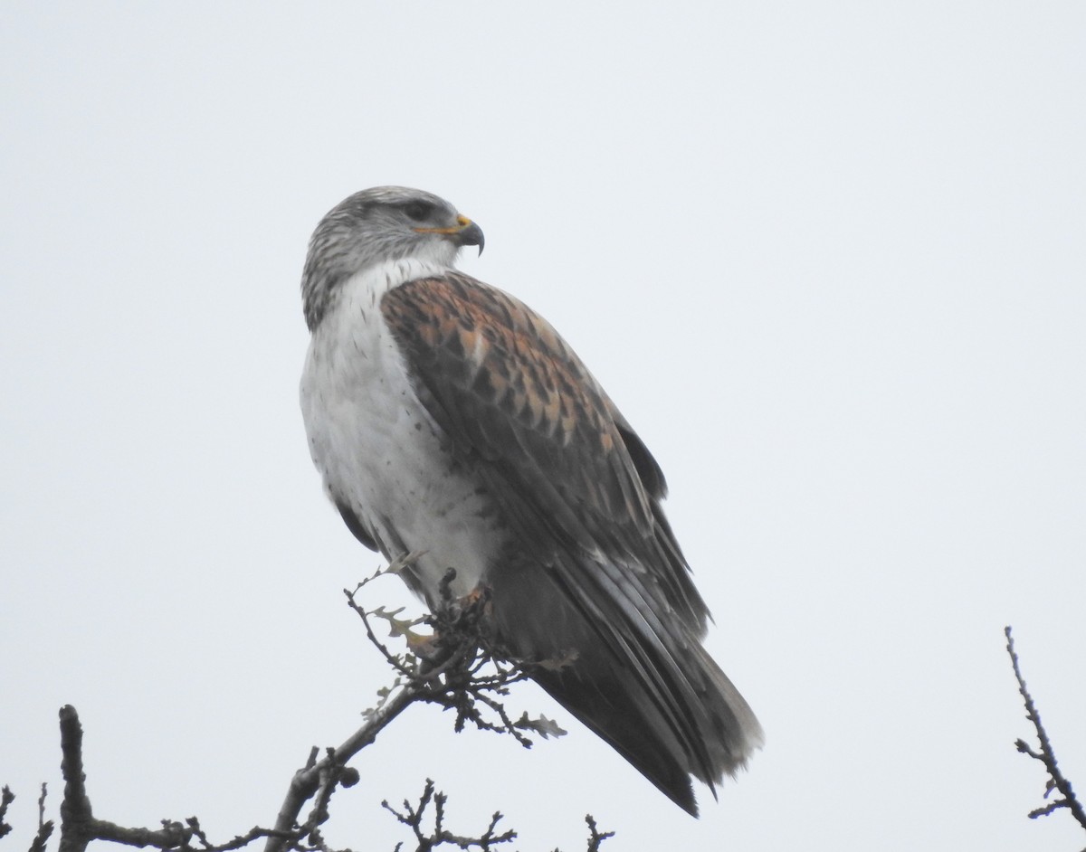 Ferruginous Hawk - ML206804441