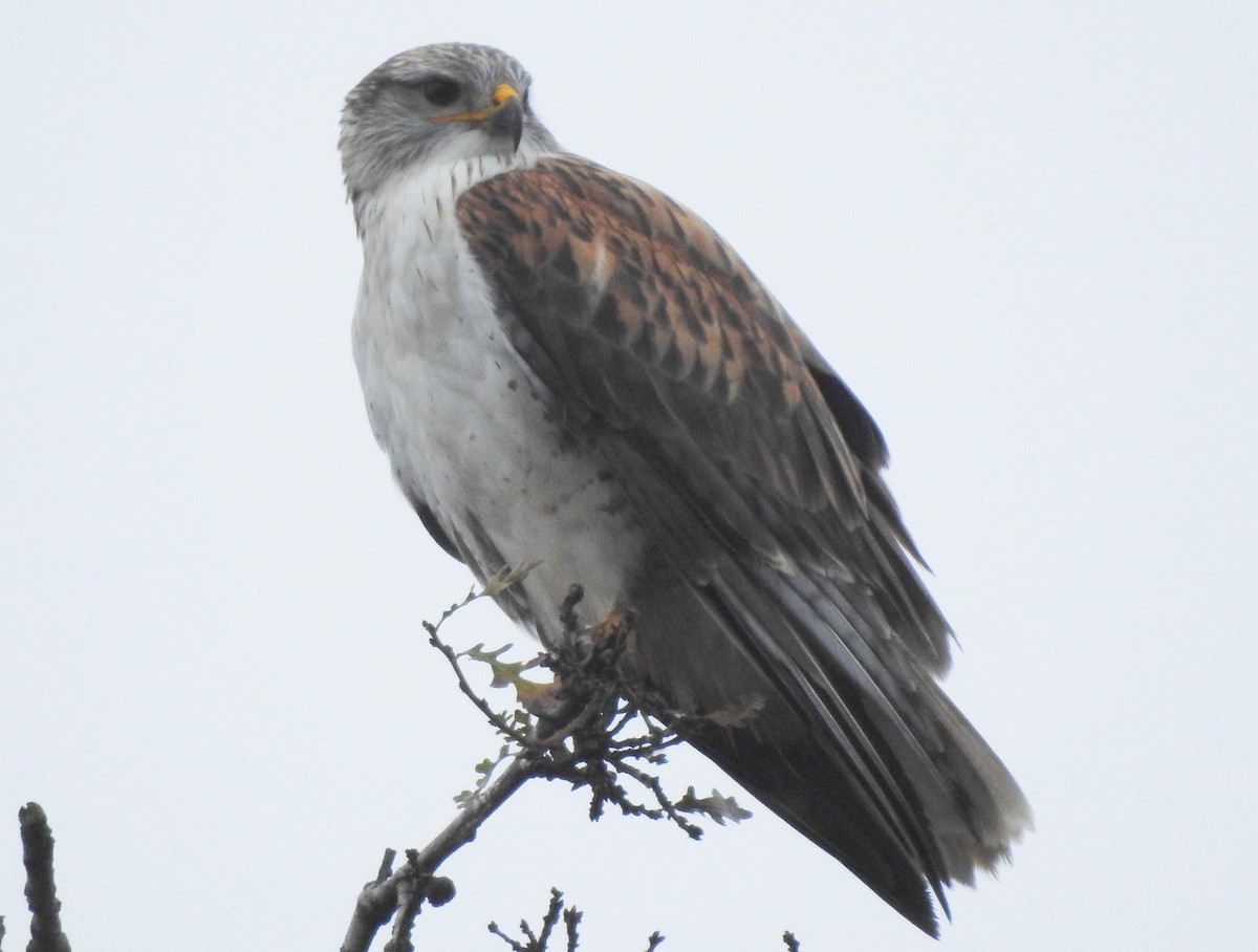 Ferruginous Hawk - ML206804451