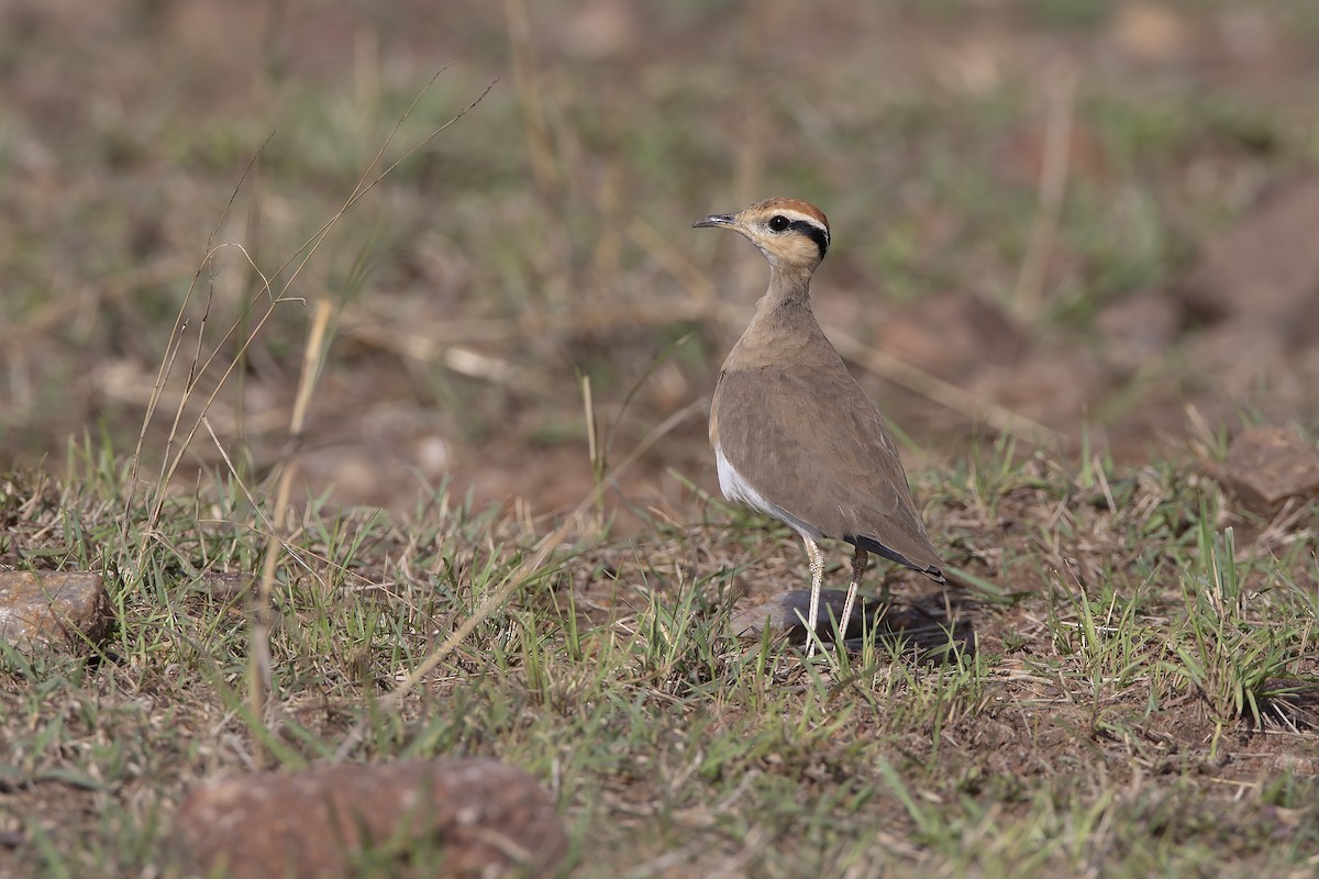 Temminck's Courser - ML206804881