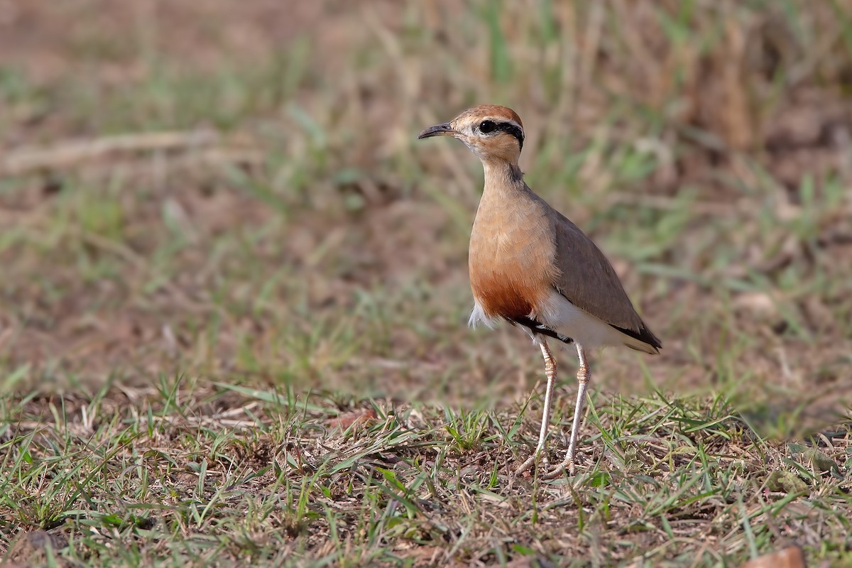 Temminck's Courser - Marco Valentini