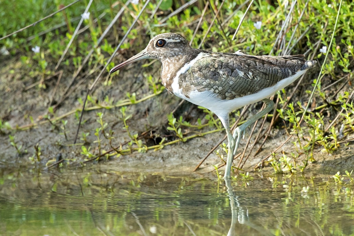 Australian Painted-Snipe - ML206805291