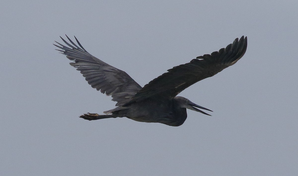 Great-billed Heron - ML206805631