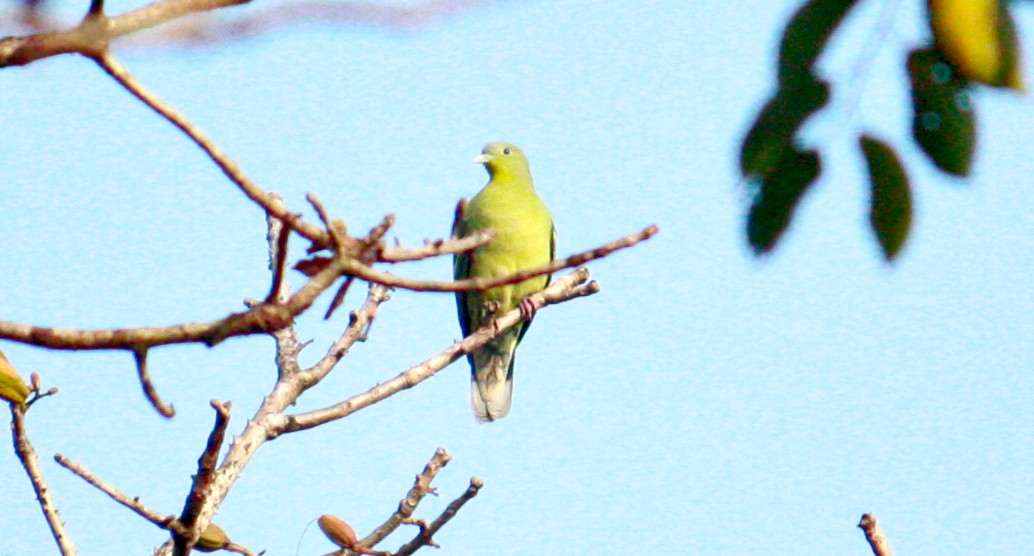 Gray-fronted Green-Pigeon - ML206805791