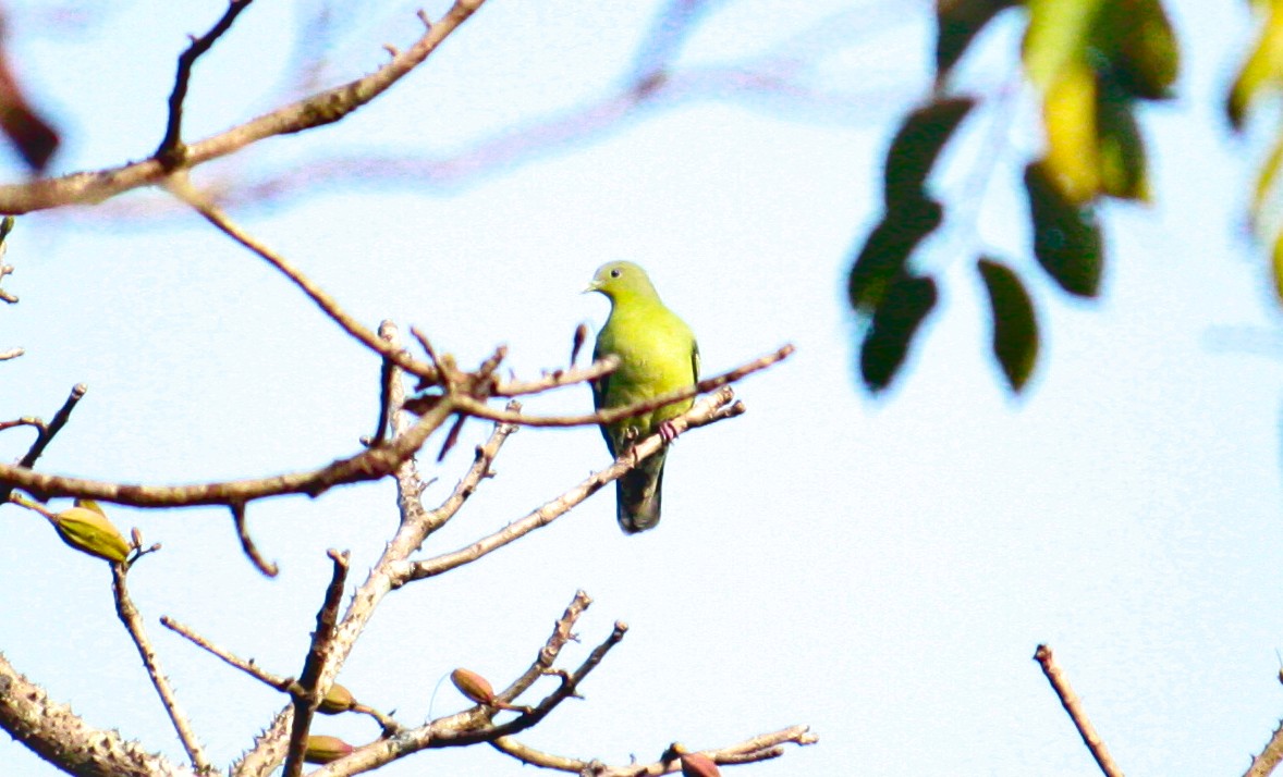 Gray-fronted Green-Pigeon - ML206805811