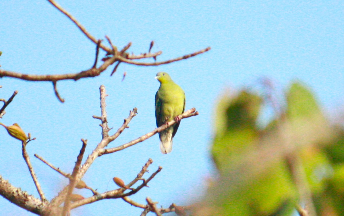 Gray-fronted Green-Pigeon - ML206805821