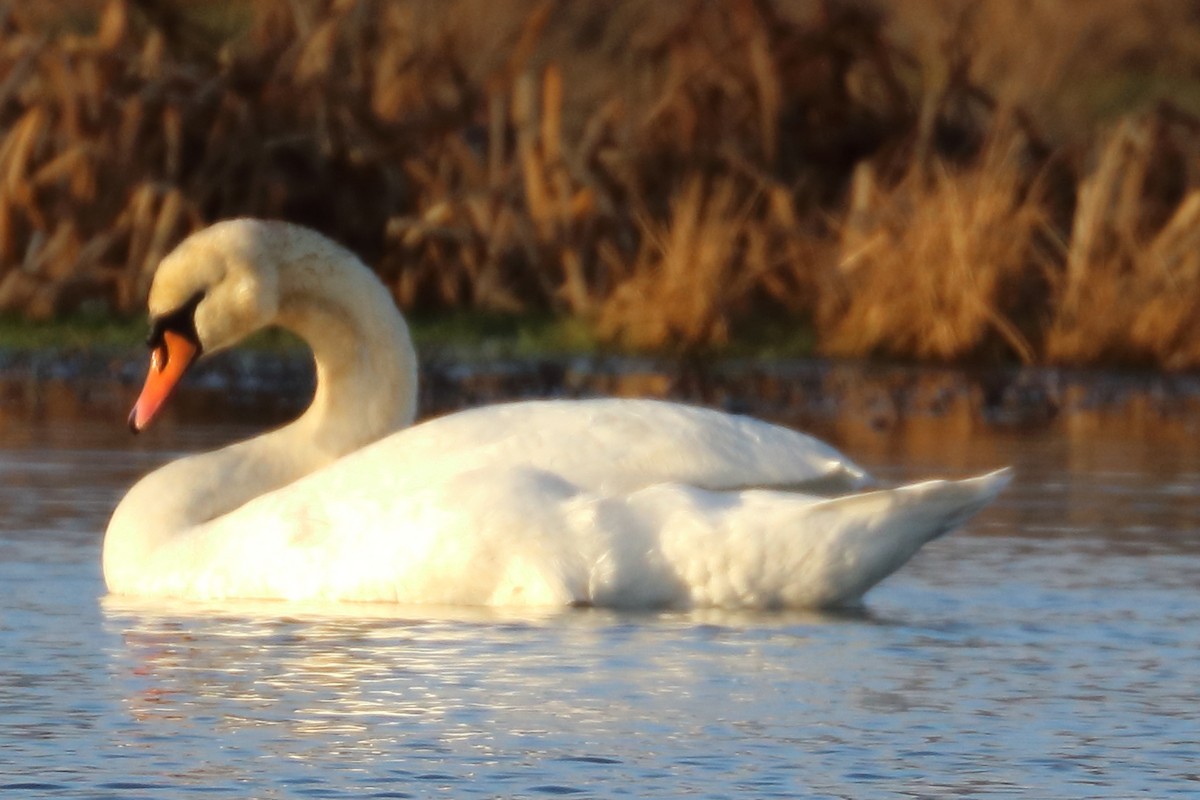 Mute Swan - ML206805901