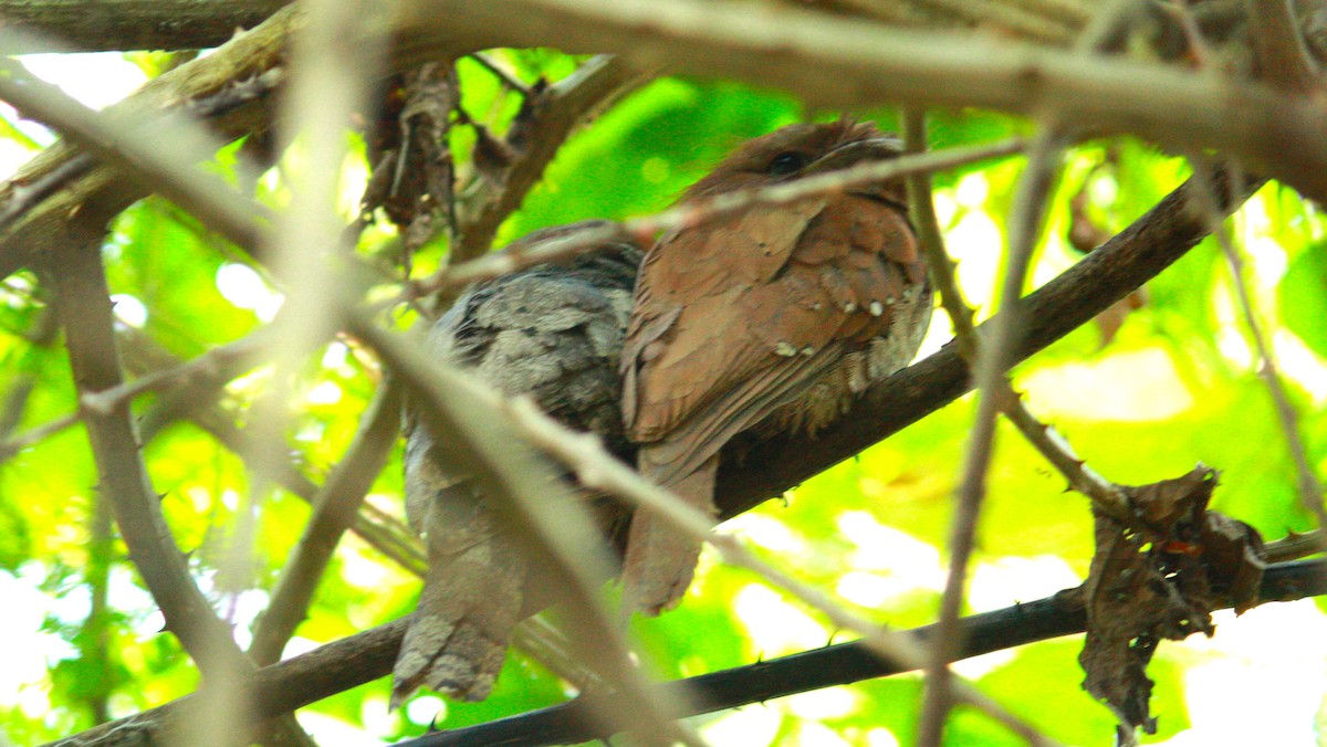 Sri Lanka Frogmouth - ML206805951