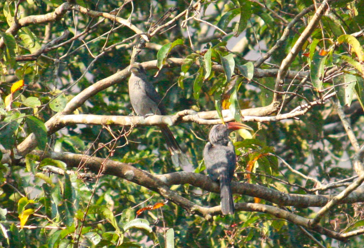 Malabar Gray Hornbill - ML206806101