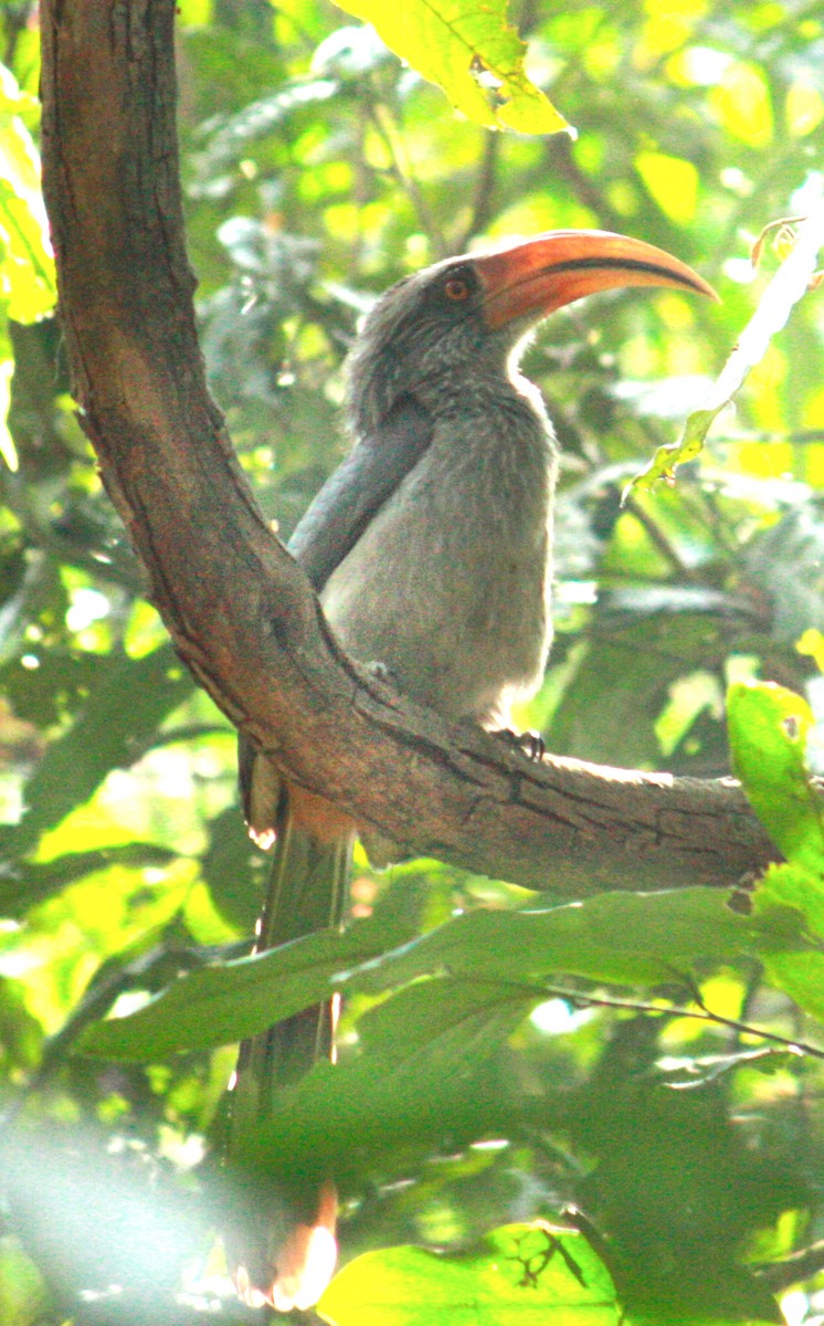Malabar Gray Hornbill - ML206806111
