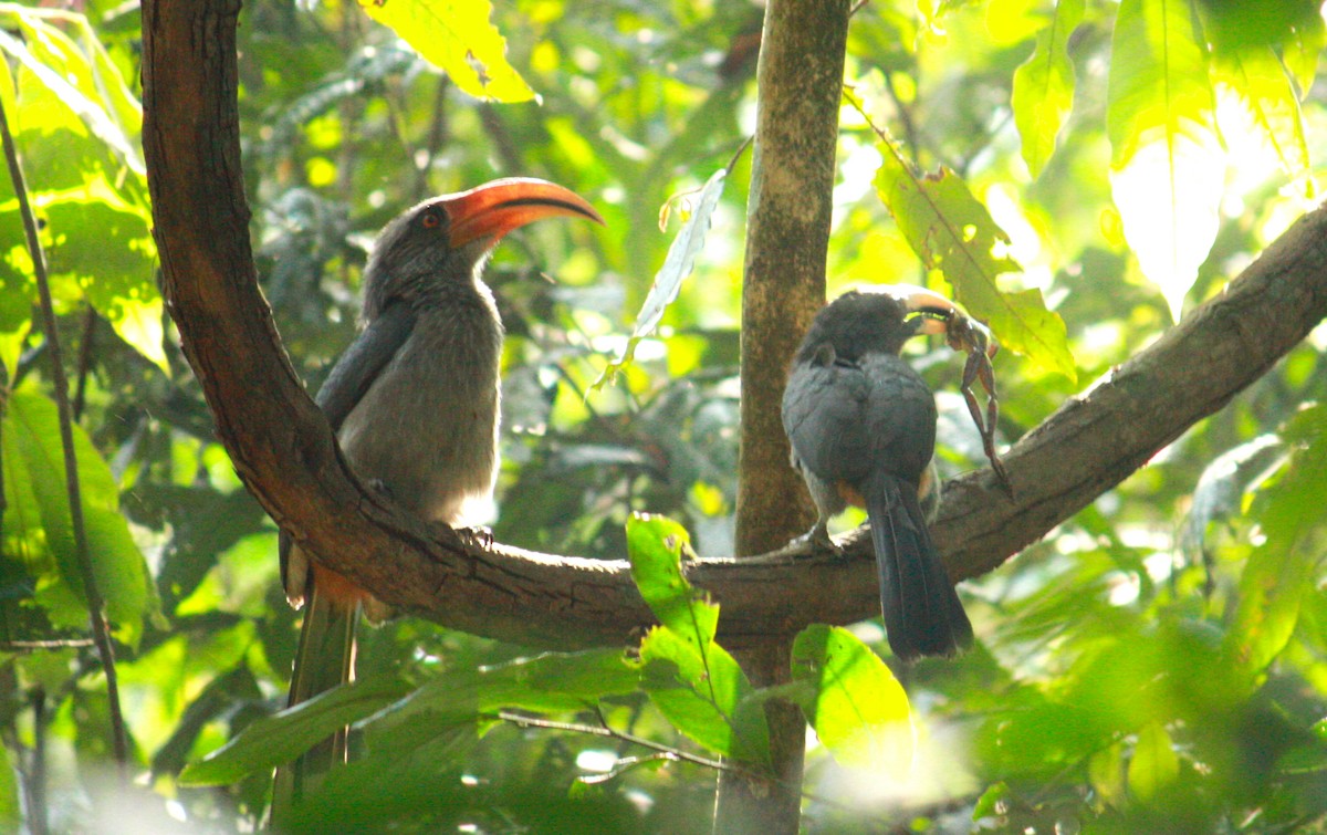 Malabar Gray Hornbill - ML206806131