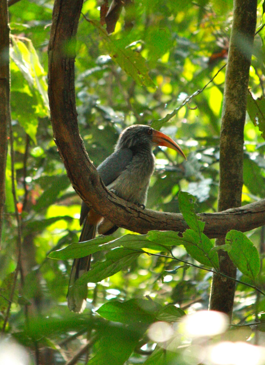 Malabar Gray Hornbill - ML206806141