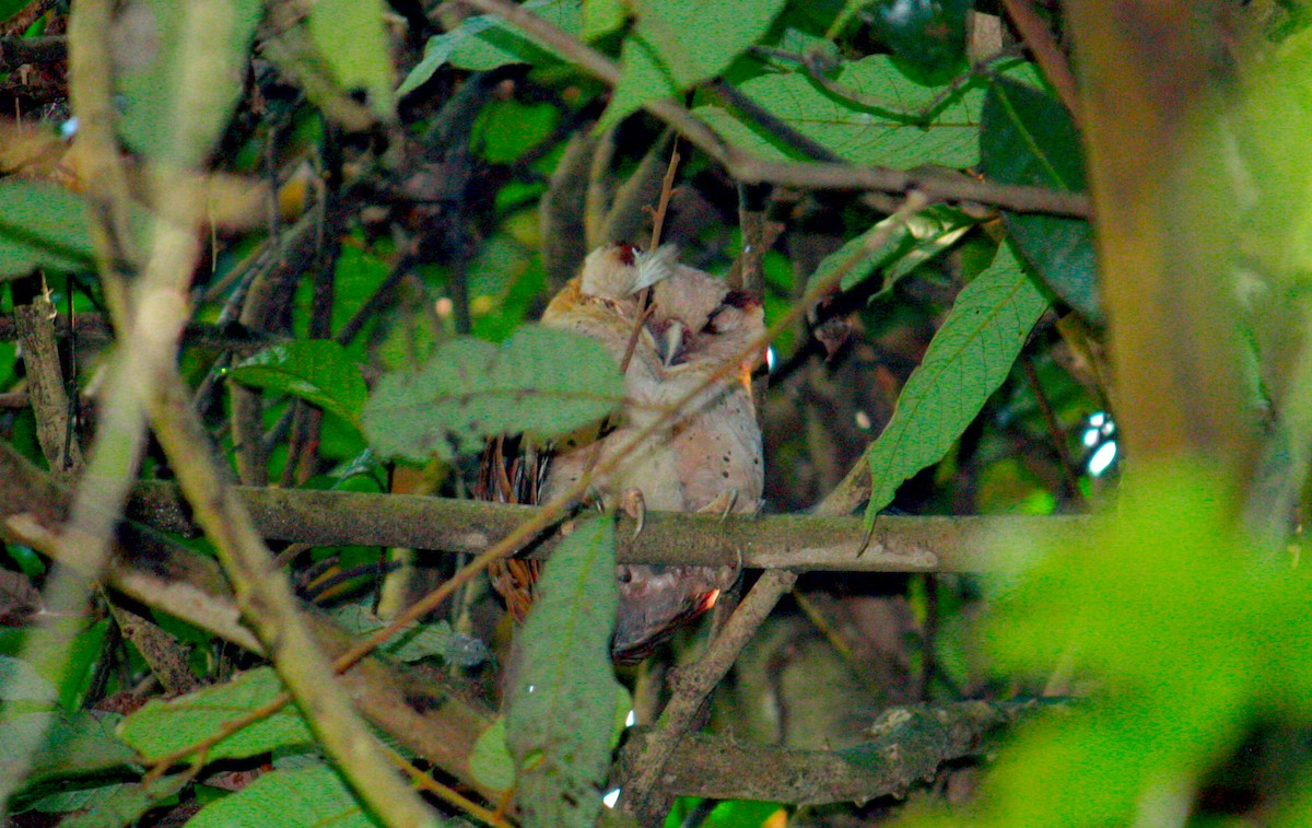 Уулийн тодорхойгүй зүйл - ML206806231