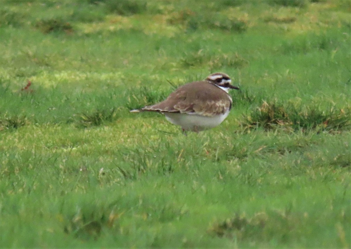 Killdeer - Ann Marie Wood