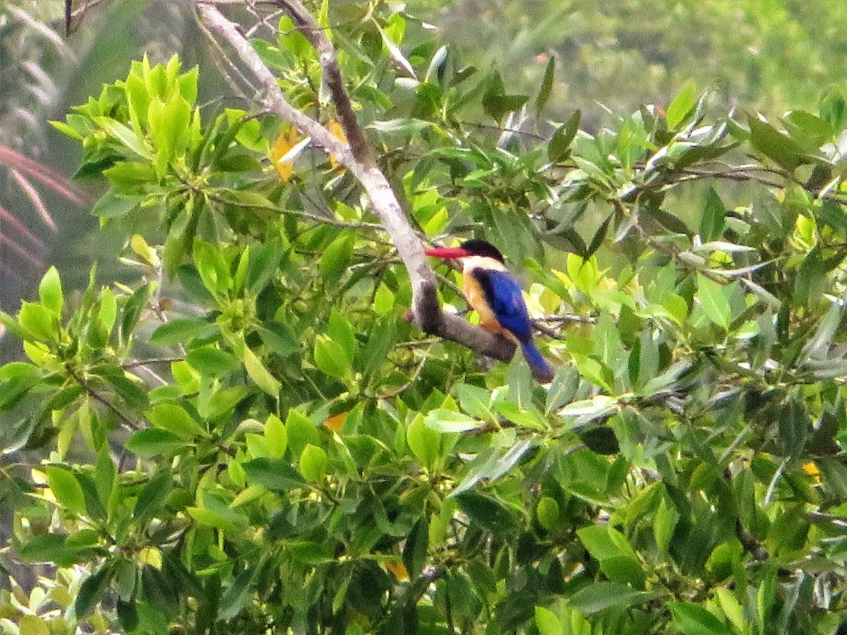 Black-capped Kingfisher - Evelyn Lee