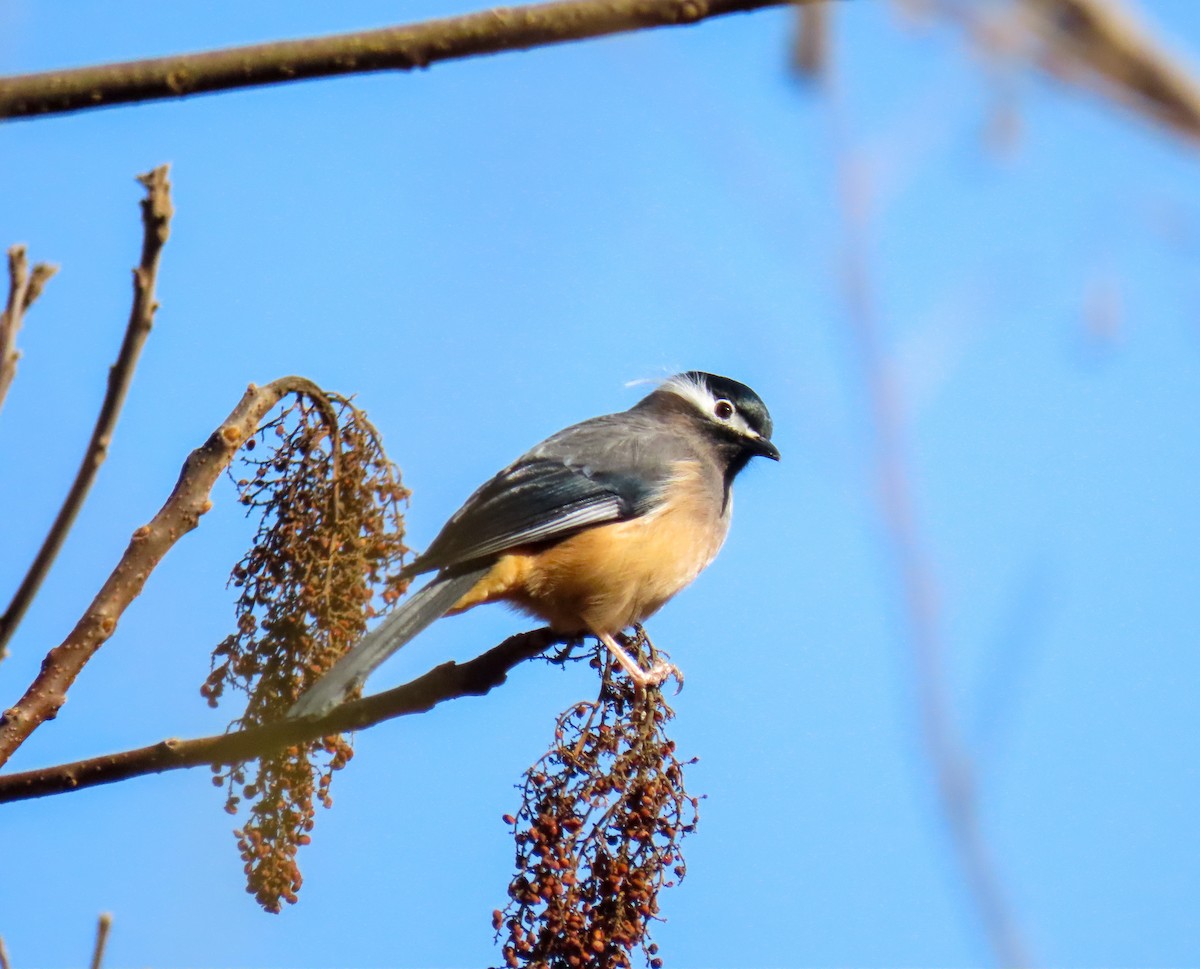 White-eared Sibia - ML206811081