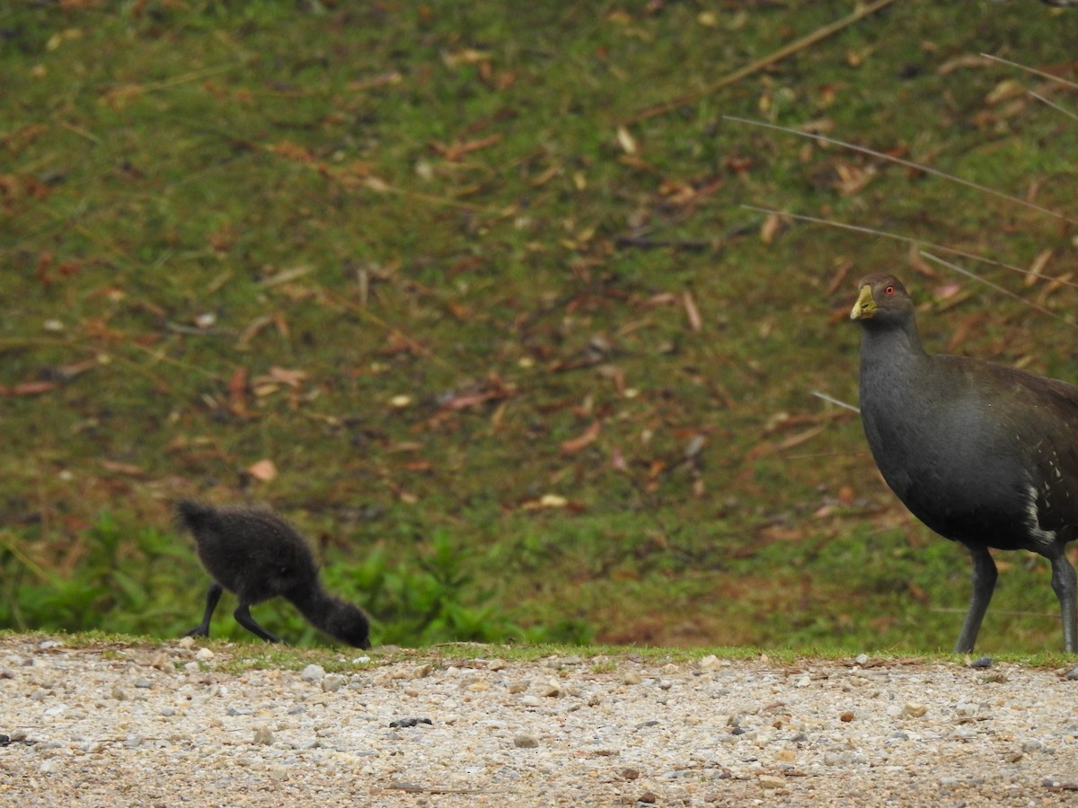 Tasmanian Nativehen - ML206811991