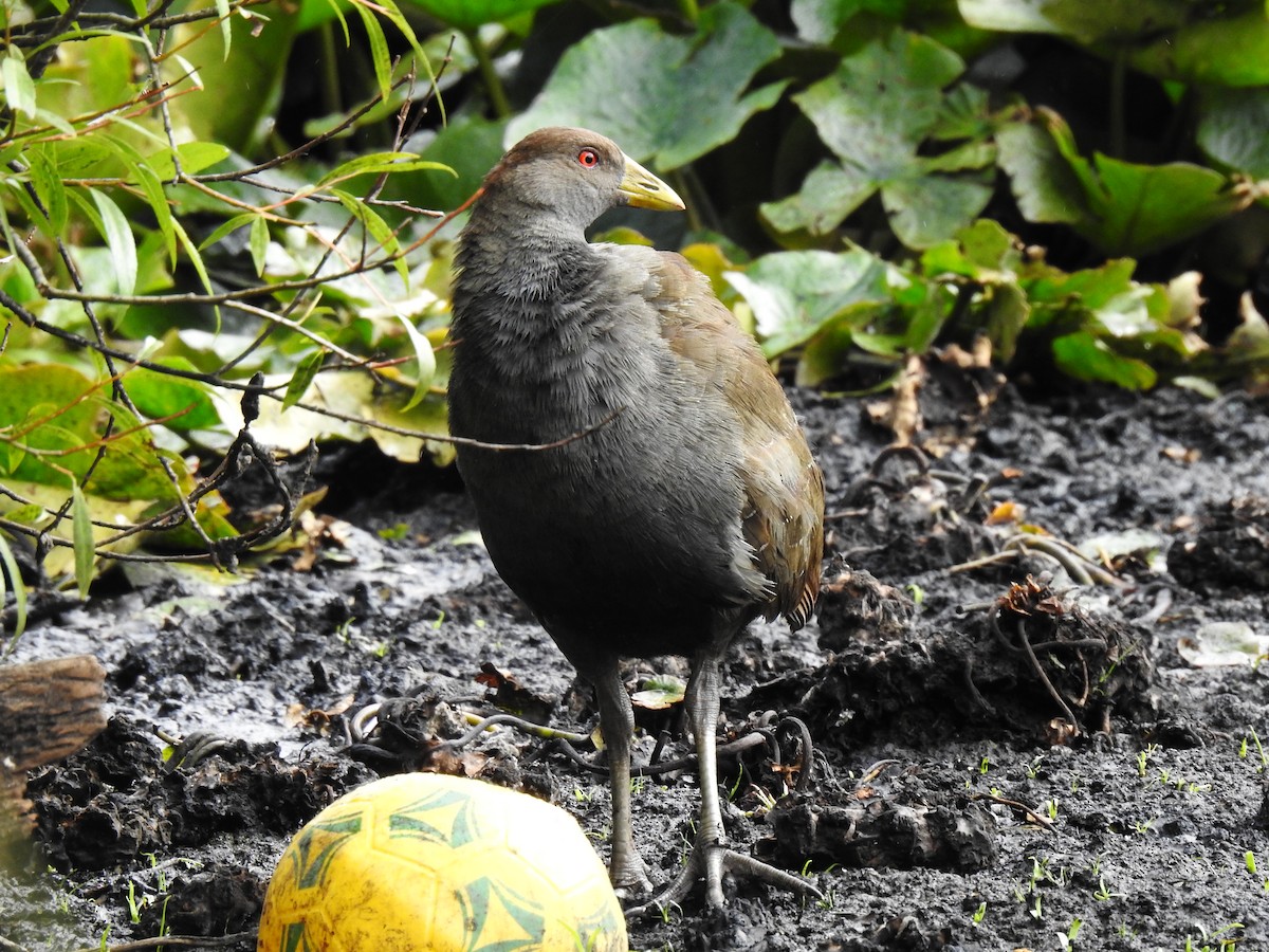 Tasmanian Nativehen - ML206812021