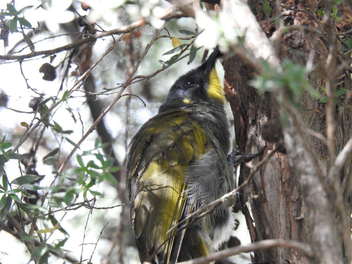 Yellow-throated Honeyeater - ML206812051