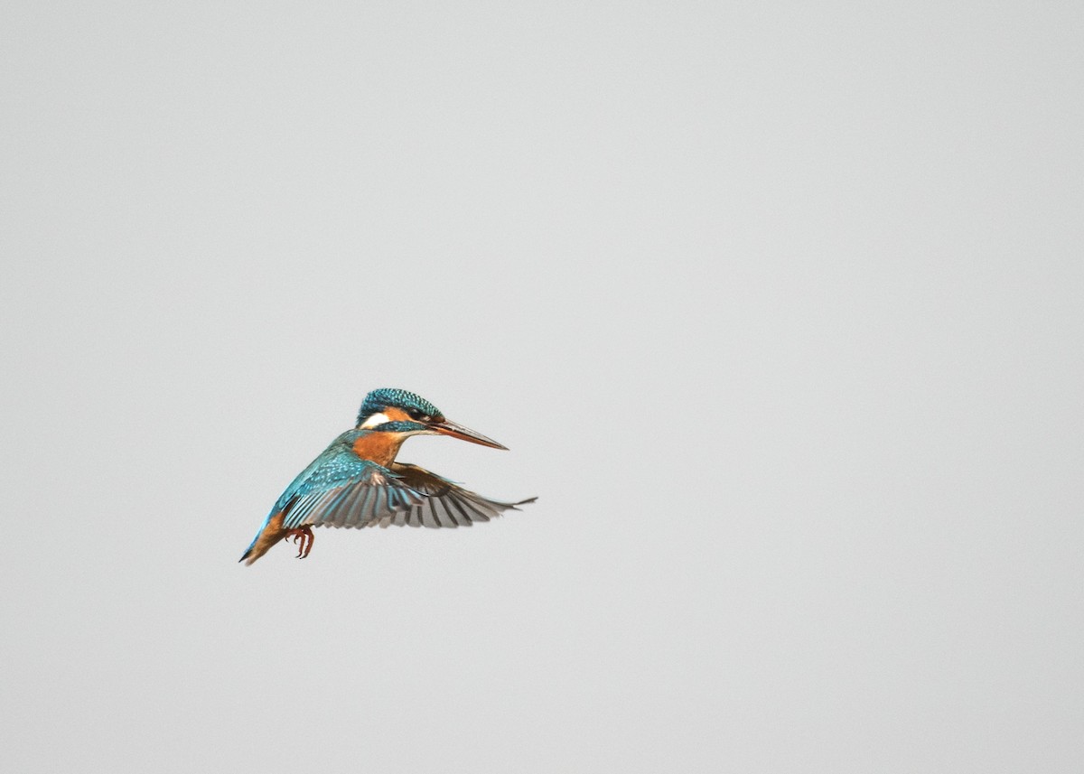 Common Kingfisher - ML206814721