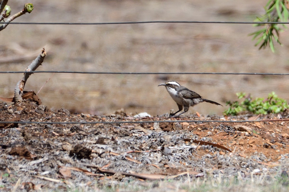 White-browed Babbler - ML206815461