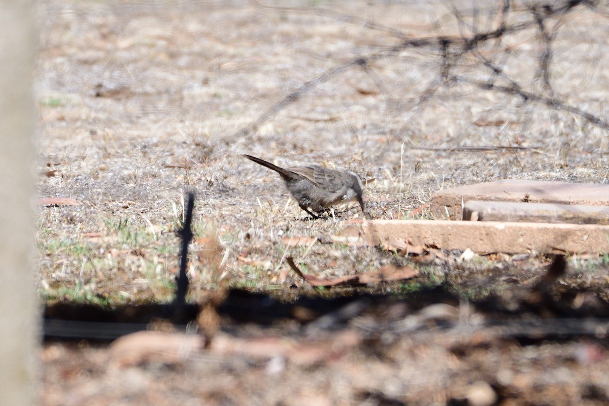 White-browed Babbler - ML206815471