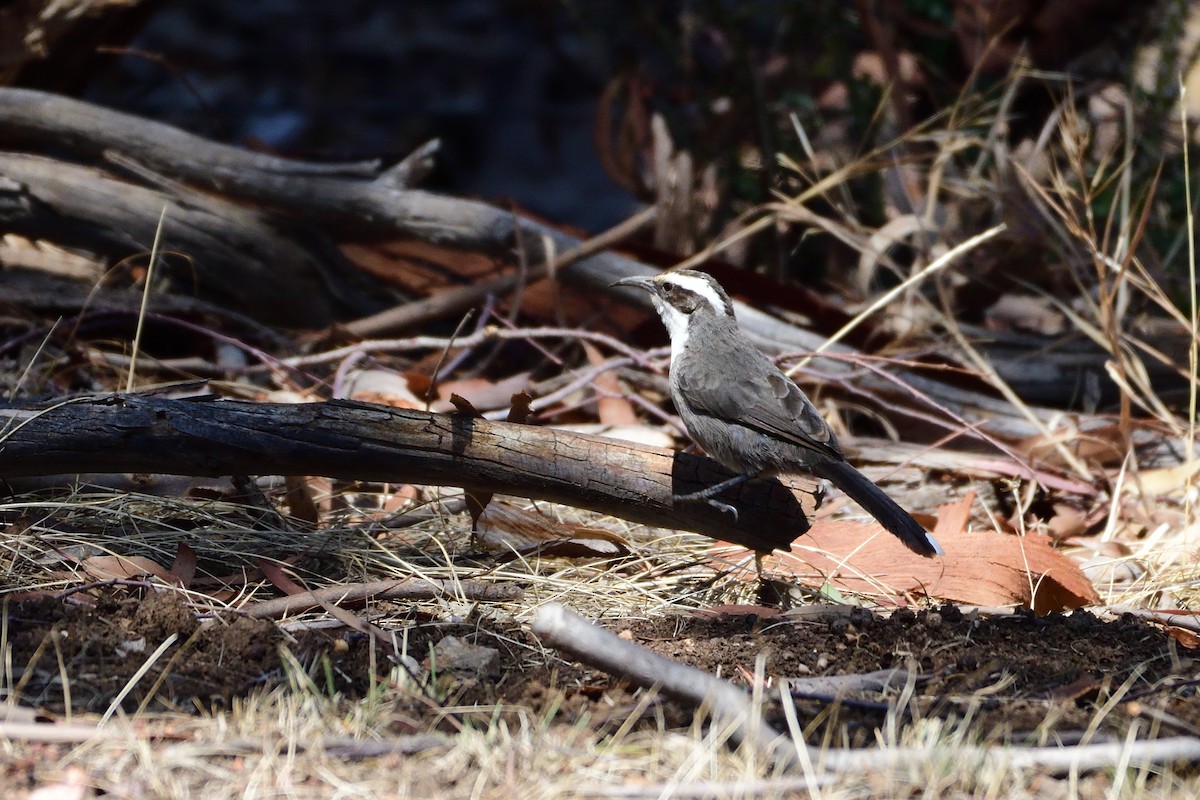 White-browed Babbler - ML206815521