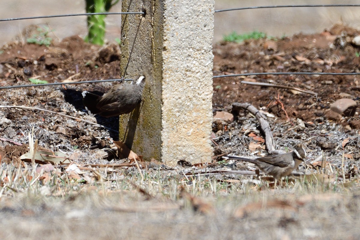 White-browed Babbler - ML206815531