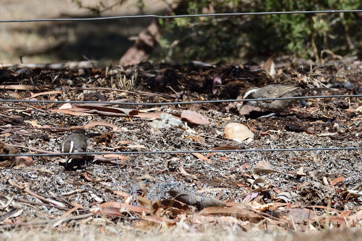 White-browed Babbler - ML206815551