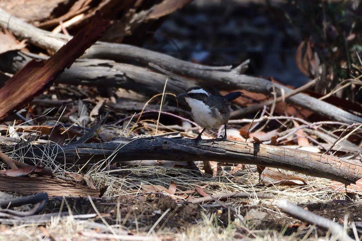 White-browed Babbler - Ken Crawley