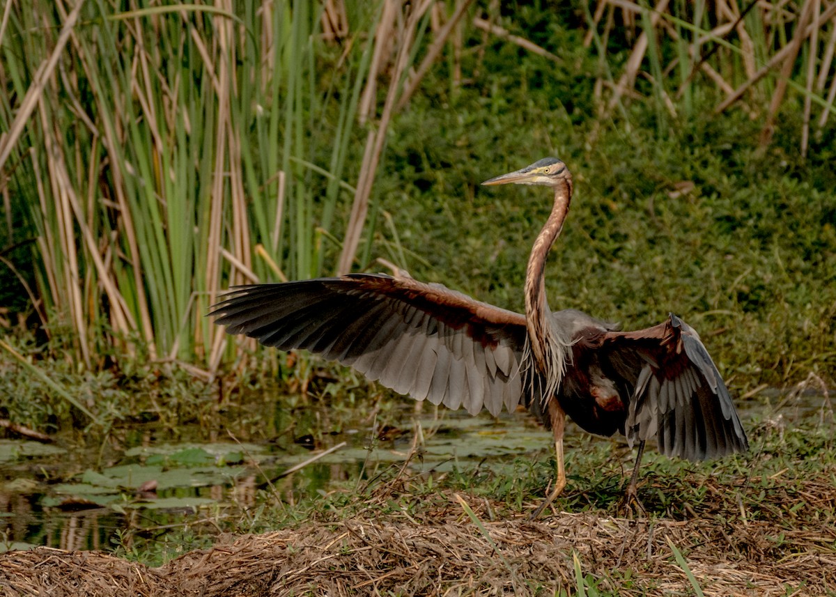 Purple Heron - ML206815821