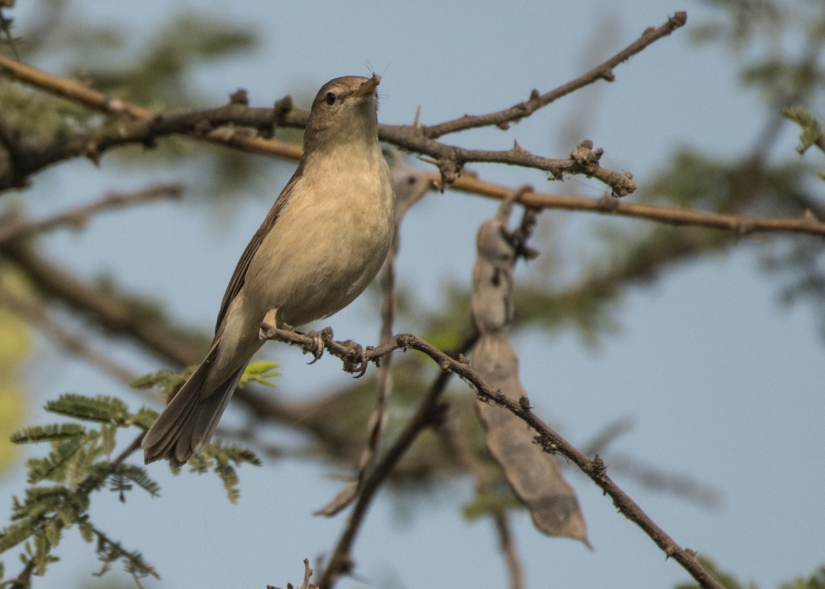 Sykes's Warbler - ML206815941