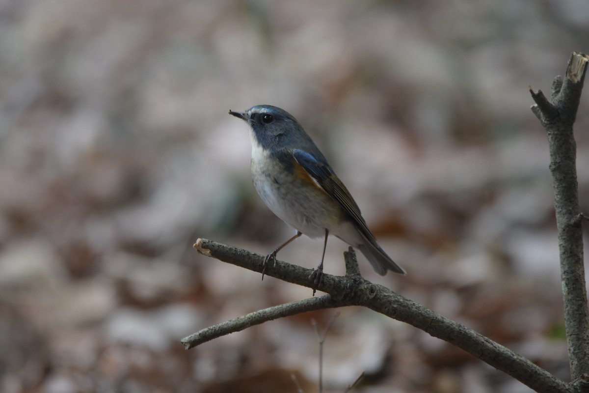 Red-flanked Bluetail - ML206817631